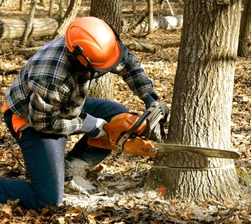 Tree Removal in Cranesville, PA